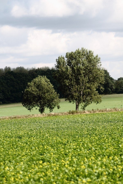 Arbres dans un champ ©Visual Hunt